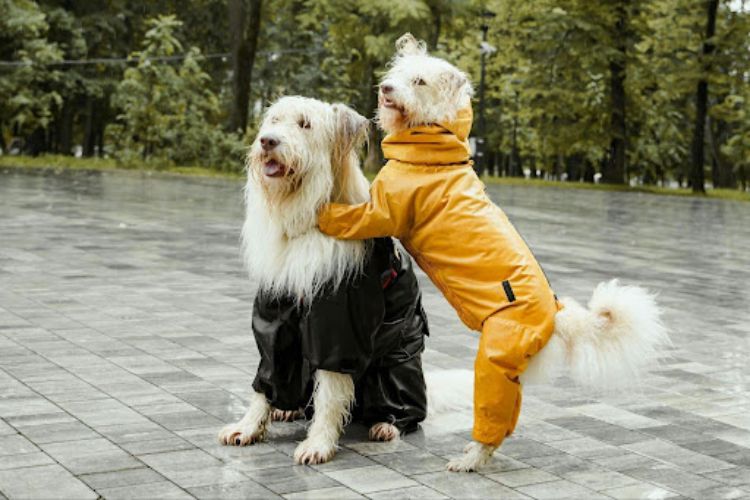dogs wearing raincoats