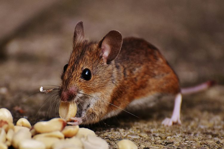 Long Term Solutions for Protecting Your Home from Pests2