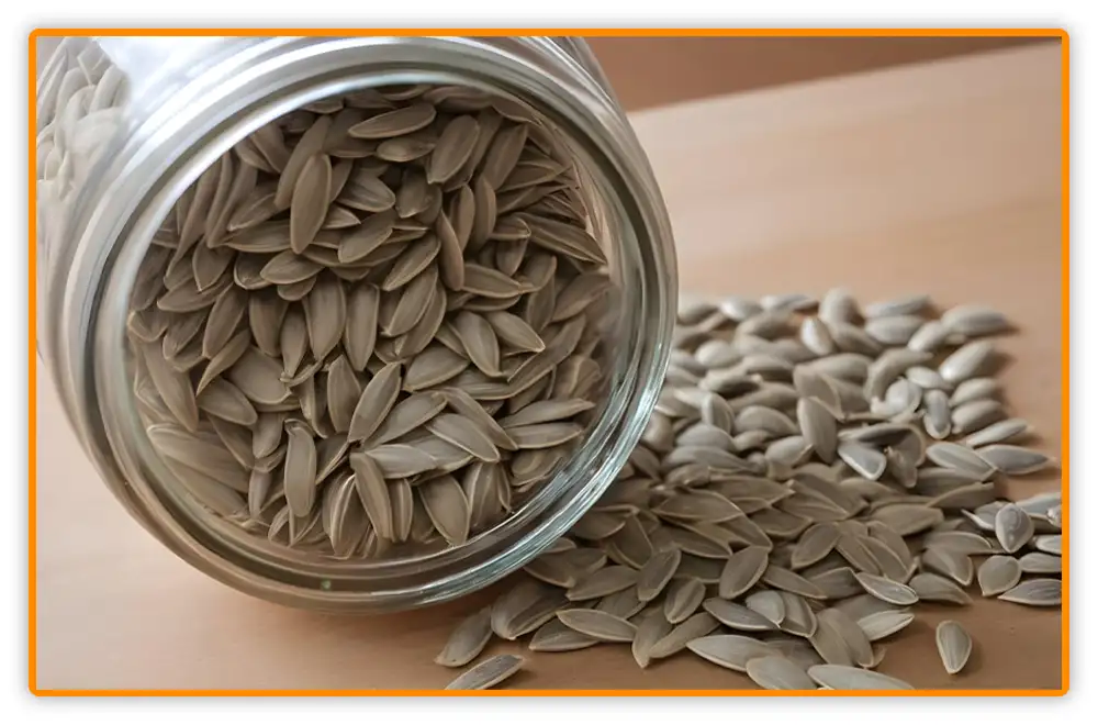 Buying and Keeping Sunflower Seeds Fresh Sunflower Seeds Shelf Life