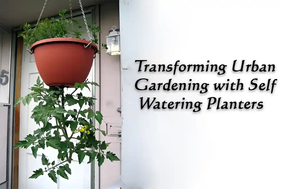 Transforming Urban Gardening with Self Watering Planters