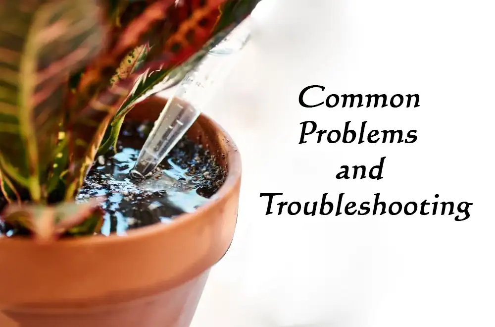 Common Problems and Troubleshooting With Self-Watering Pots