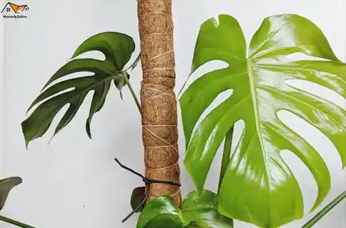 How to Use Moss Poles For Established Plants