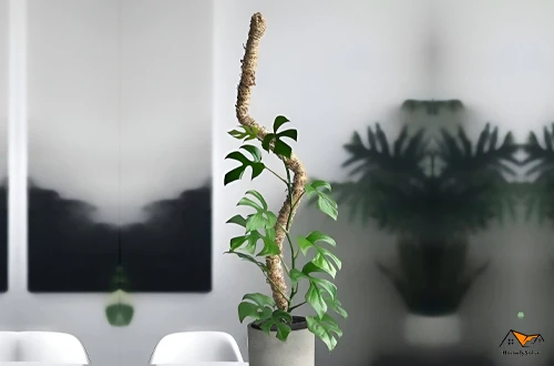 What Are Moss Poles?