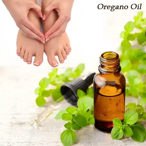 Oregano Oil Oregano Oil For Toenail Fungus