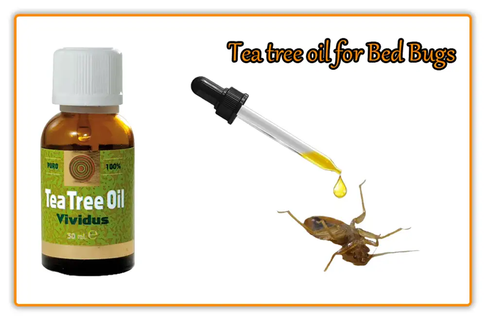 Tea tree oil for Bed Bugs