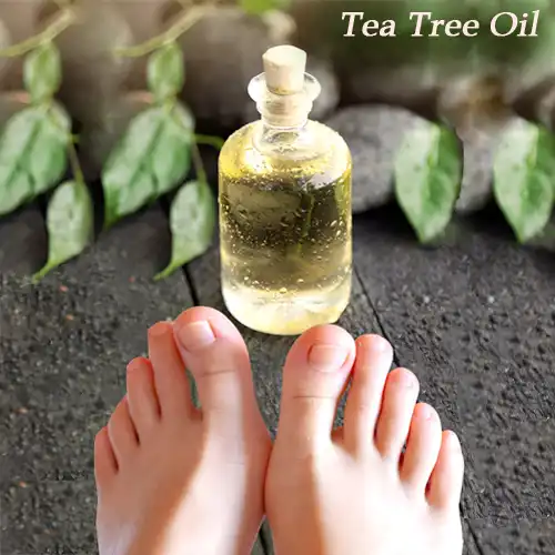Tea Tree Oil Tea Tree Oil For Toenail Fungus