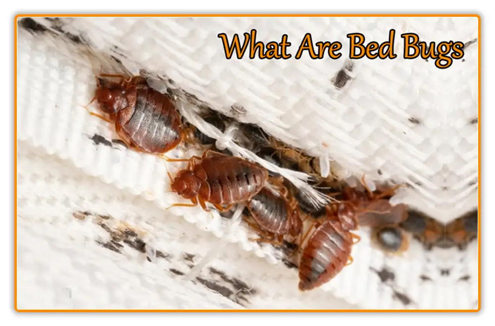 What Are Bed Bugs