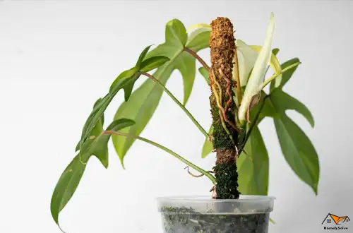 How to Use Moss Poles For Younger Plants